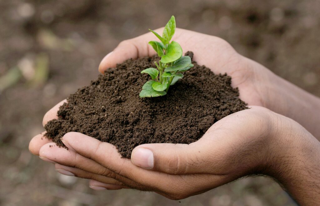 hand holding small tree for planting. concept green world.